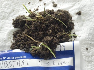 sol de 6 a 14 cm